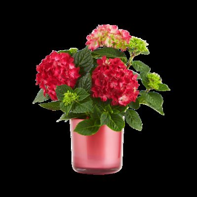 rote Hortensien-Pflanze von Blume2000.de auf blumen.de