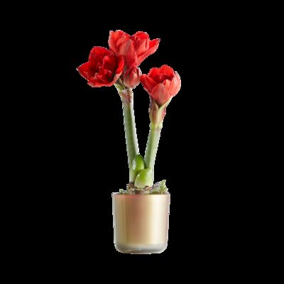 Rote Amaryllis-Pflanze von Blume2000.de auf blumen.de