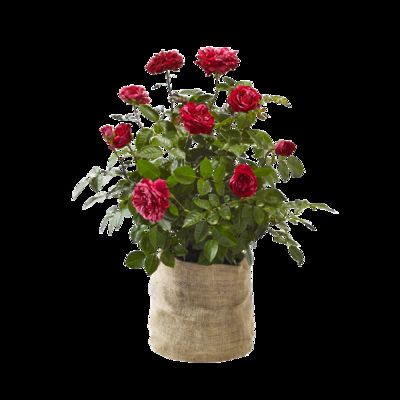 Pflanze Statement-Rose von Blume2000.de auf blumen.de