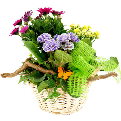 Pflanzgesteck Blumiges Präsent von Bluvesa auf blumen.de