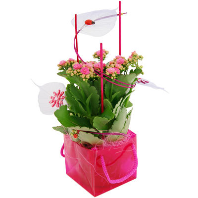 Pflanzgesteck Kalanchoe mit Tasche von Bluvesa auf blumen.de