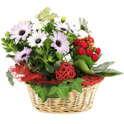 Pflanzgesteck Mittagsgold von Bluvesa auf blumen.de