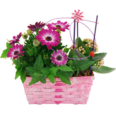 Pflanzgesteck Romantik von Bluvesa auf blumen.de