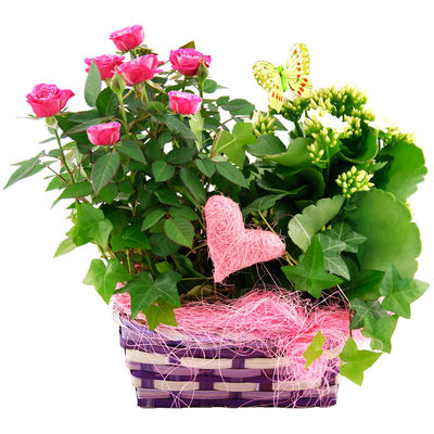 Pflanzgesteck Rosenwiese von Bluvesa auf blumen.de