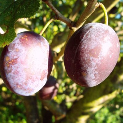 Pflaume Hauszwetsche, Prunus domestica von GartenXXL auf blumen.de