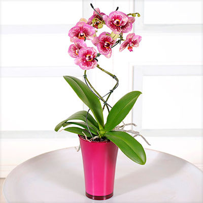 Phalaenopsis 