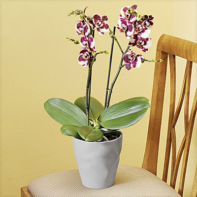 Phalaenopsis 