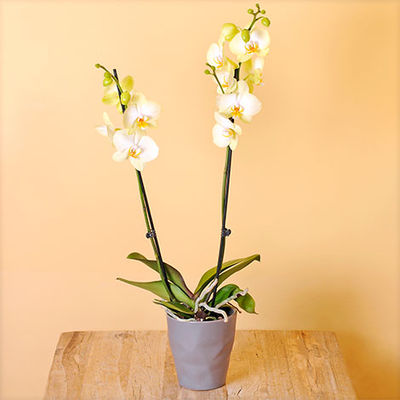 Phalaenopsis 