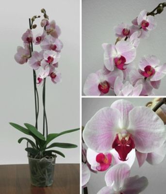 Phalaenopsis-Orchidee ´Rosé-Pink´ von BALDUR-Garten auf blumen.de