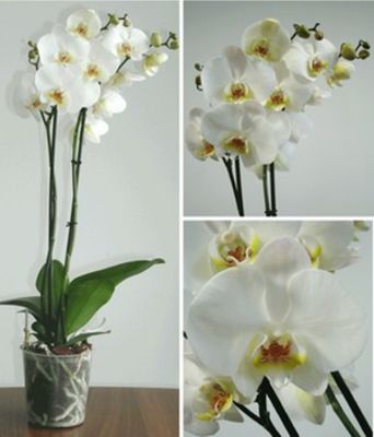 Phalaenopsis-Orchidee ´Weiß´ von BALDUR-Garten auf blumen.de
