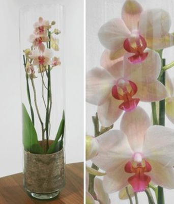 Phalaenopsis-Orchidee ´Weiß´ von BALDUR-Garten auf blumen.de