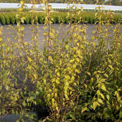 Gartenjasmin `Erectus von Pflanzenwelt Biermann auf blumen.de