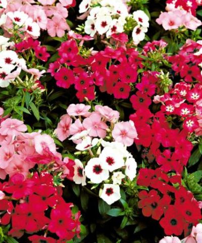 Phlox ’Beauty’ Mischung  von Bakker auf blumen.de