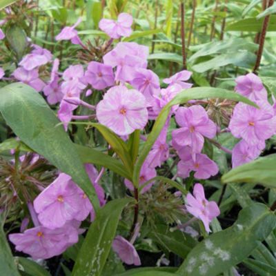 Phlox maculata 'Alpha' Staude im Topf  von Gartengruen-24 auf blumen.de