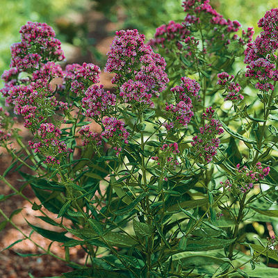 Phlox Natural Feelings von Gärtner Pötschke auf blumen.de