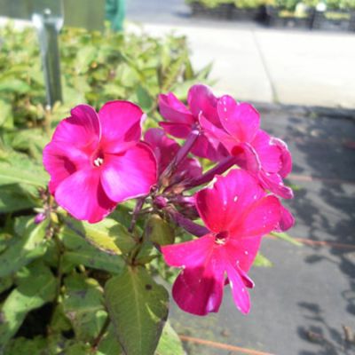 Große Garten-Flammenblume 