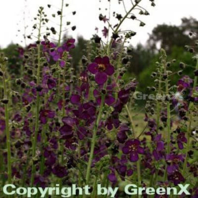 Phönizische Königskerze Violetta von Nr-01 Pflanzenversand auf blumen.de