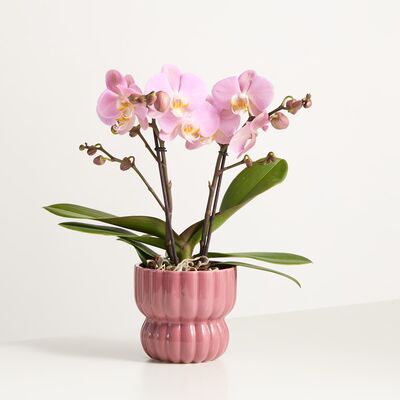 Pink Glamour von Blume2000.de auf blumen.de