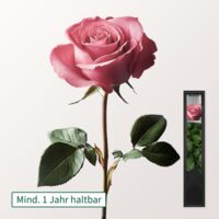 Pinke haltbare Rose mit Stiel von FloraPrima auf blumen.de