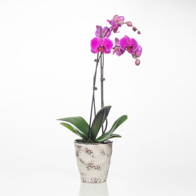 Pinke Orchidee im Übertopf von Blume Ideal auf blumen.de