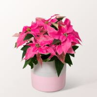 Pinker Weihnachtsstern von FloraPrima auf blumen.de