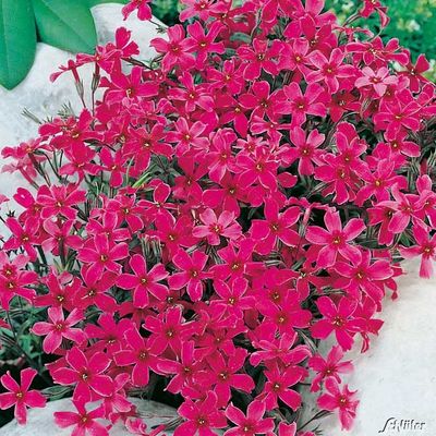 Pinkfarbener Polsterphlox von Garten Schlüter auf blumen.de