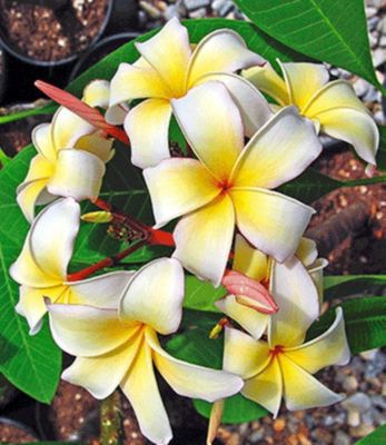 Plumeria Frangipani 