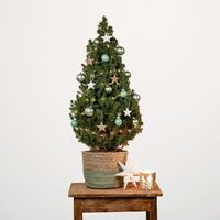 Prachtvoll von Blume2000.de auf blumen.de