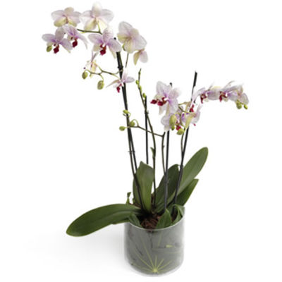 Prachtvolle zwielichtige Orchidee von EuroFlorist auf blumen.de