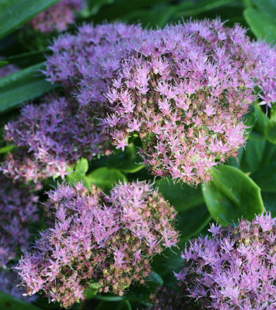 Prächtige Fetthenne Billant von Nr-01 Pflanzenversand auf blumen.de