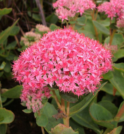 Prächtige Fetthenne Carl von Nr-01 Pflanzenversand auf blumen.de