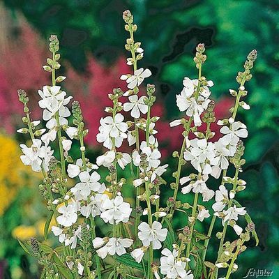 Präriemalve (weiß) von Garten Schlüter auf blumen.de