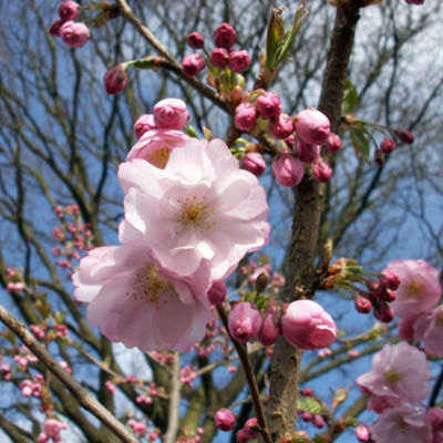 Prunus `Accolade` - Frühlingskirsche  von Pflanzenwelt Biermann auf blumen.de
