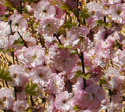Prunus triloba - Mandelbäumchen von Pflanzenwelt Biermann auf blumen.de