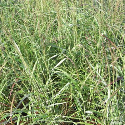 Purpur-Rutenhirse 'Shenandoah' von Garten Schlüter auf blumen.de