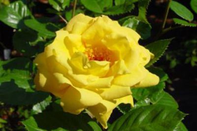 Rose 'Arthur Bell' von De Wilde auf blumen.de