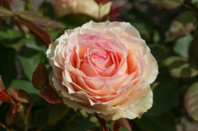 Rose 'Jalitah'  von De Wilde auf blumen.de