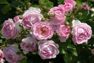 Kletterrose 'Jasmina'  von De Wilde auf blumen.de