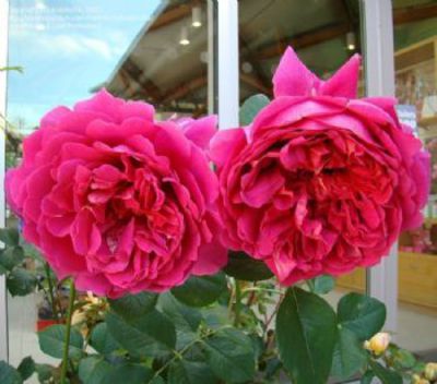 Rose 'Lady of Megginch'  von De Wilde auf blumen.de