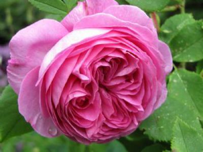 Rose 'Louise Odier' von De Wilde auf blumen.de