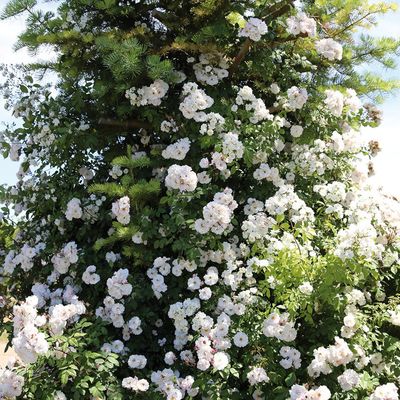 Ramblerrose ´Paul´s Himalayan Musk´ ® von TOM-GARTEN auf blumen.de