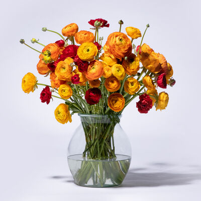 Ranunkeln Mix in Gelb  von Blume2000.de auf blumen.de