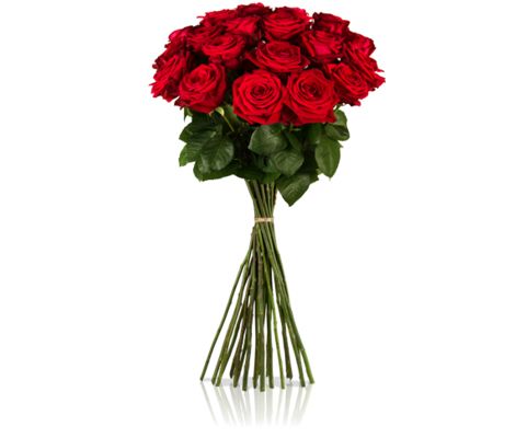 Red Naomi Rosen von MIFLORA auf blumen.de