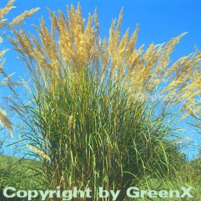 Reiherfedergras von Nr-01 Pflanzenversand auf blumen.de