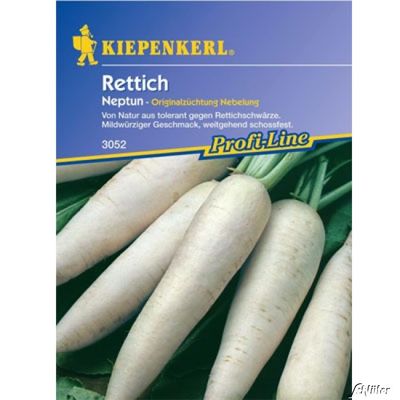 Rettich ´Neptun´ von Garten Schlüter auf blumen.de