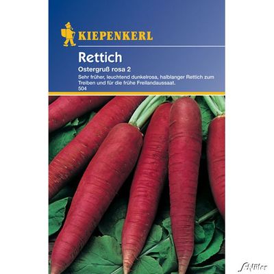 Rettich ´Ostergruß rosa 2´ von Garten Schlüter auf blumen.de