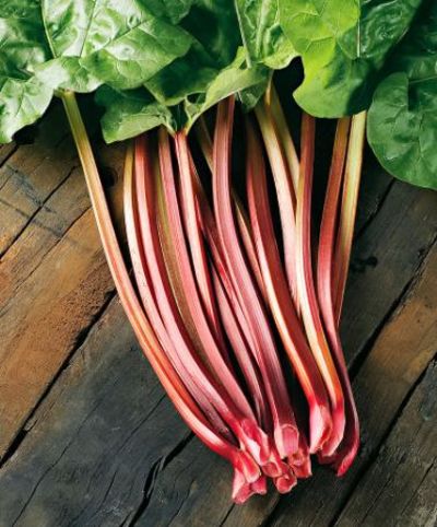 Rhabarber von Bakker auf blumen.de