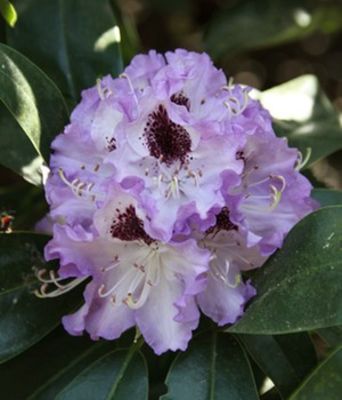 Rhododendron 