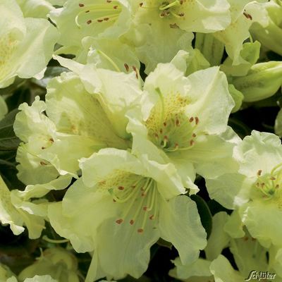 Rhododendron ´Curlew´ von Garten Schlüter auf blumen.de
