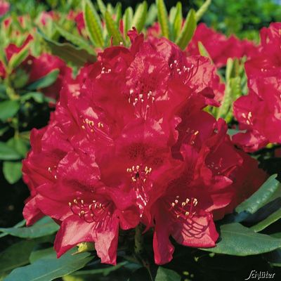 Rhododendron ´Hachmann´s Feuerschein®´ von Garten Schlüter auf blumen.de